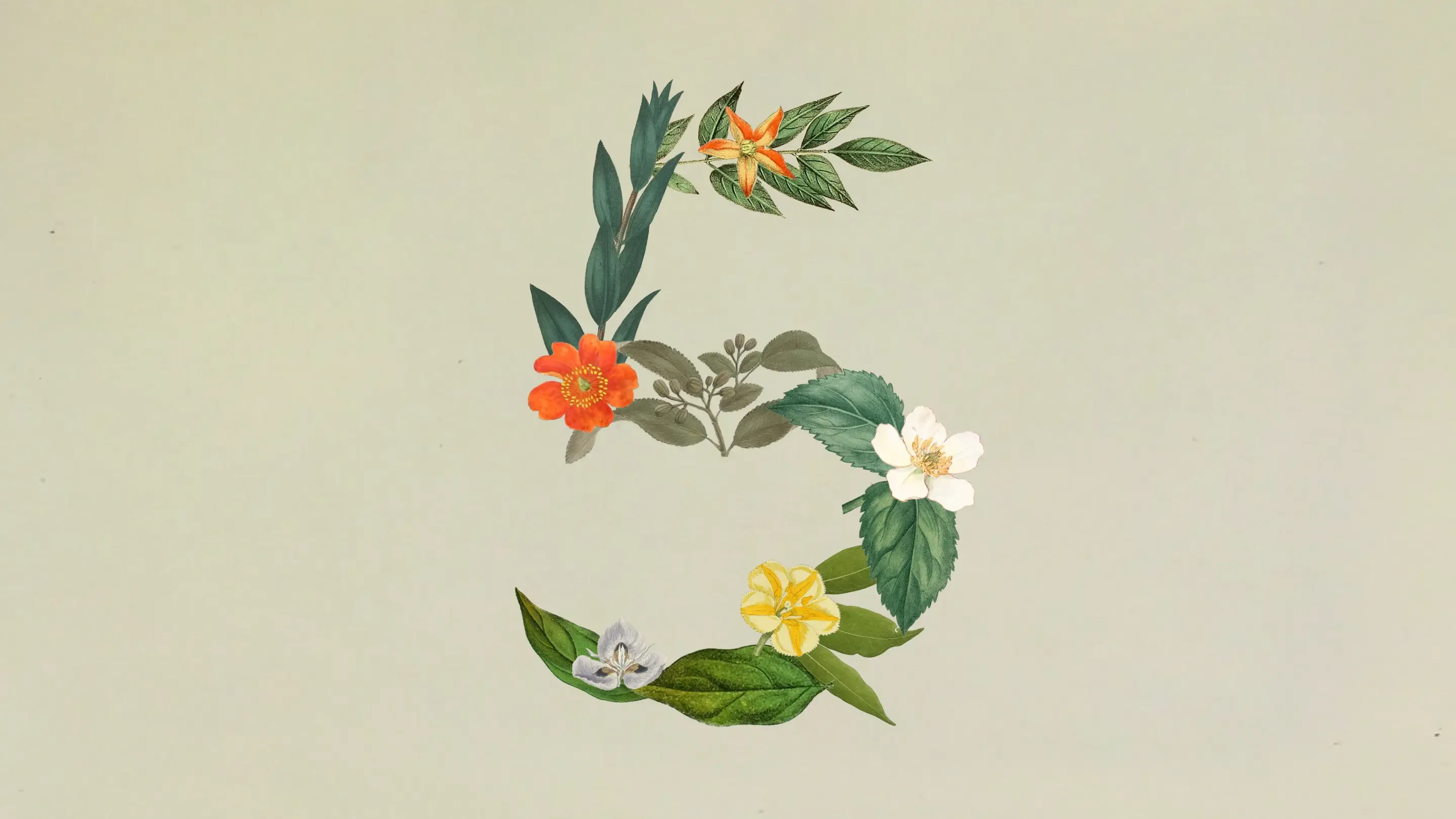 Claude Sonnet 5 announcement art: the number five formed from pressed flowers and leaves